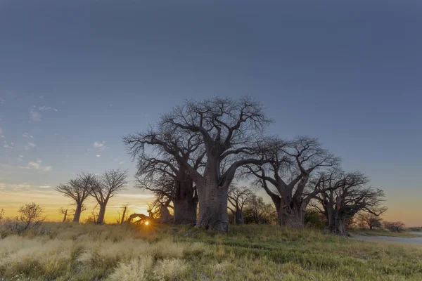 Alba Botswana Baines Baobab — Foto Stock