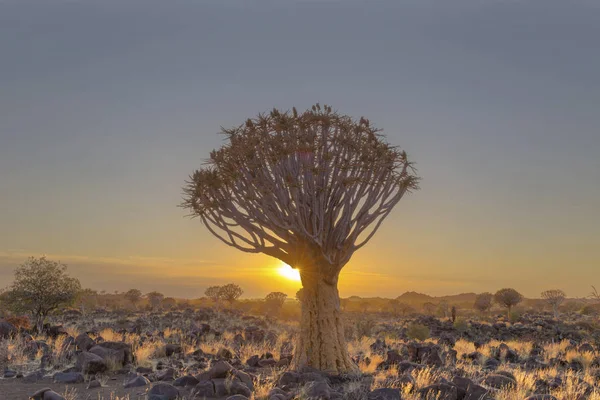 Sol Starburst Tremer Árvore Namíbia — Fotografia de Stock