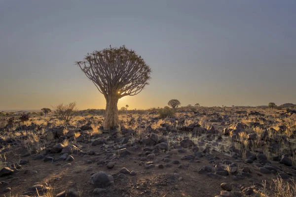 Tiburón Rocas Namibia — Foto de Stock