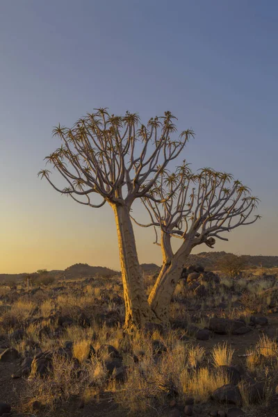 Aljaba Sol Tarde Namibia — Foto de Stock