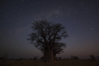 Baobab ağaçları Botsvana yıldızların altında geceleri