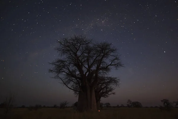 Baobab Fák Éjszaka Csillagok Botswana Alatt — Stock Fotó