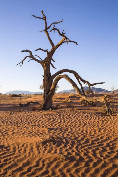 Dry Camelthorn Tree Namib Namibia — Stock Photo, Image