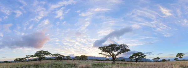 Acasia trees in Africa — Stock Photo, Image