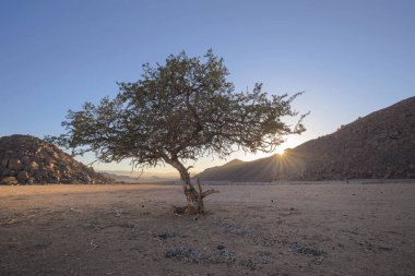 Küçük yalnız ağaç gündoğumu