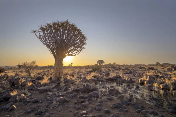 Köcherbaum Und Felsen Bei Sonnenuntergang Namibia — Stockfoto