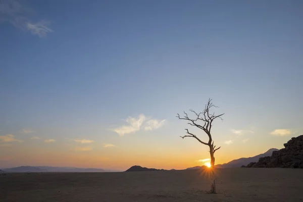 Lone dead tree at sunrise Namibia