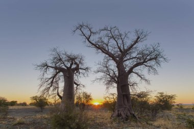 Sunrise iki genç baobab ağaçları Botsvana arasında