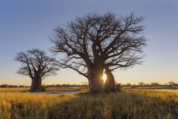 Güneş Yıldız Patlaması Baobap Ağacı Botsvana Güneş Doğarken — Stok fotoğraf