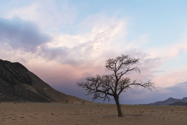 Árbol Muerto Nubes Coloreadas Atardecer Namibia —  Fotos de Stock