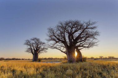 Yıldız patlaması baobab ağaçları Botswana, güneş