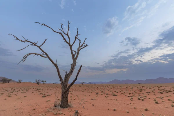 Dood Kameel Thorn Tree Dorre Landschap Namibië — Stockfoto