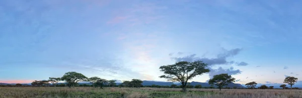 Green Acasia Trees Sunrise South Africa — Stock Photo, Image