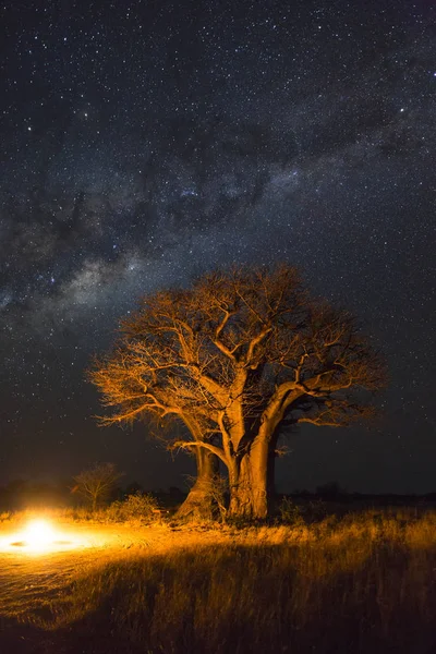 Hoguera Bajo Baobab Vía Láctea Botswana —  Fotos de Stock