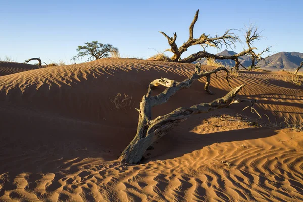 Droge Kameel Thorn Hout Het Zand Namibië — Stockfoto