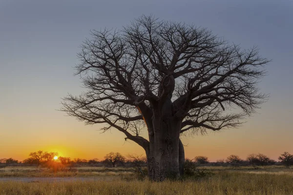 Восход Солнца Кемпинге Ботсвана — стоковое фото