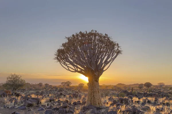 Köcherbaum Bei Sonnenaufgang Namibia — Stockfoto