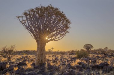Güneş patlaması titreme ağacında