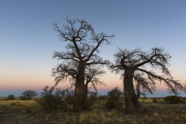 Erken gün ışığına Kukonje Adası'nda