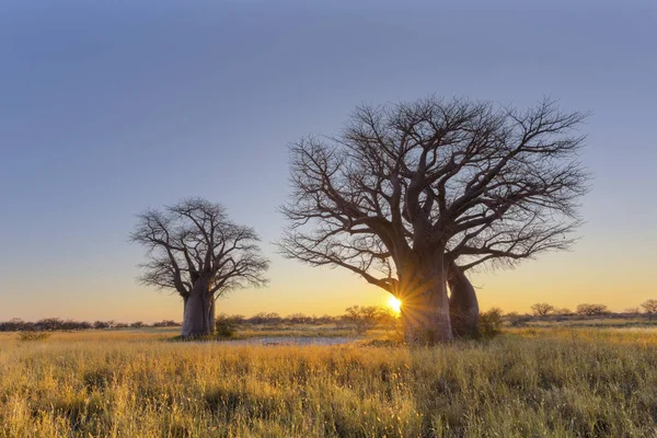 Východ slunce na kemp Baines Baobab — Stock fotografie