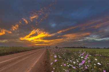 Günbatımı renkli gökyüzü ve cosmos çiçekler