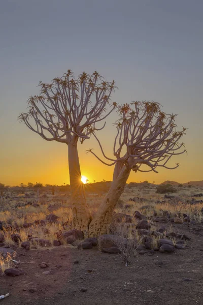 Árvore quiver ao pôr do sol — Fotografia de Stock