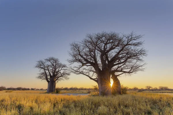 Estallido de sol al amanecer en baobab — Foto de Stock