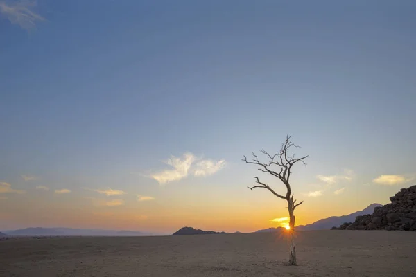 Lone dead acasia tree at sunrise