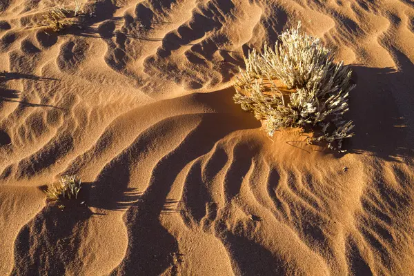 Patrones de hierba seca y viento en la arena — Foto de Stock