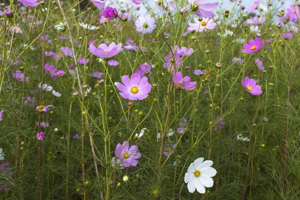 Lotes de flores cosmos rosa — Fotografia de Stock