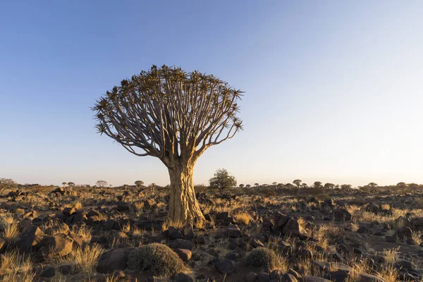 Gran árbol de carcaj en el país árido rocoso — Foto de Stock