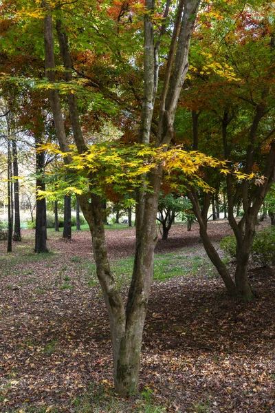 Folhas coloridas de outono em uma árvore — Fotografia de Stock