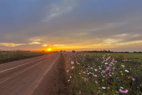 Pink cosmos flowers next to the dirt road at sunset — Stock Photo, Image