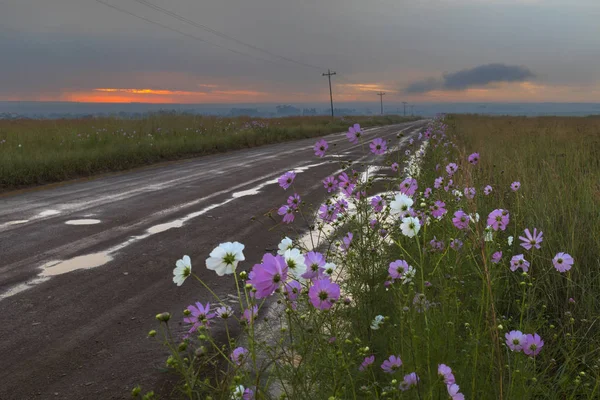 Cosmos flores junto al camino de tierra en el húmedo —  Fotos de Stock