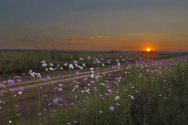 Cosmos flores al atardecer —  Fotos de Stock