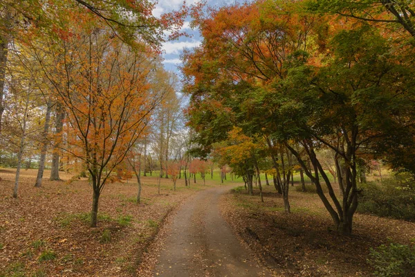 Outono árvores coloridas e folhas no chão — Fotografia de Stock