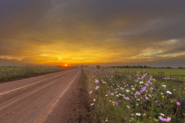 Cosmos çiçek gün batımında yolun yanında