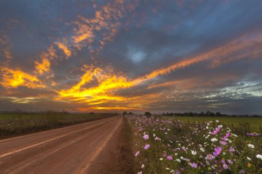 Gün batımı ve kozmosun çiçekleri renkleri