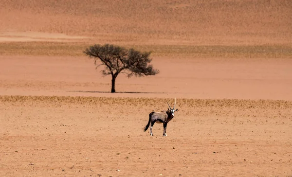 Oryx solitario y un árbol de camelthorn —  Fotos de Stock