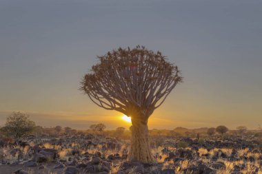 Titreyen ağaçta güneş patlaması