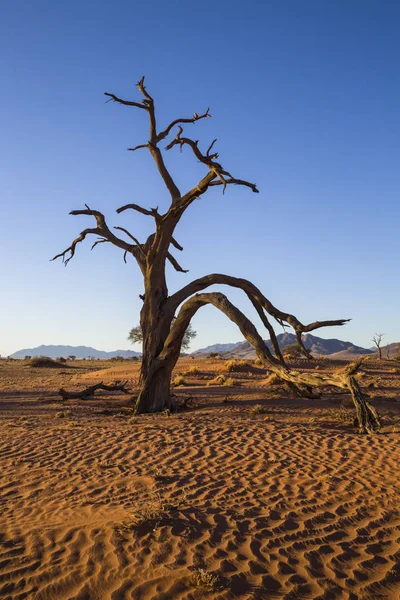 Gran árbol de espinas camello muerto en la arena — Foto de Stock