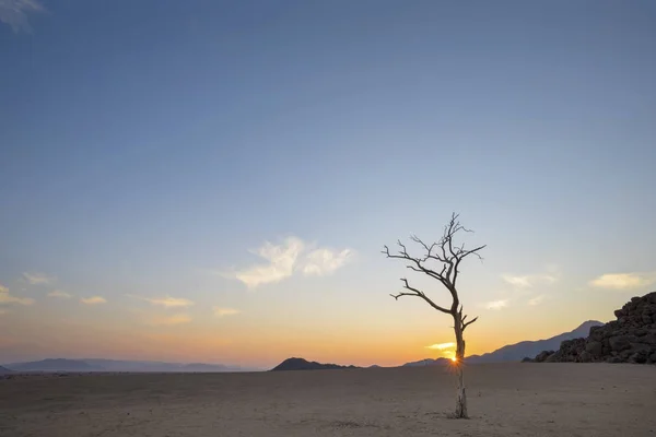日の出時に死んだラクダのとげの木 — ストック写真
