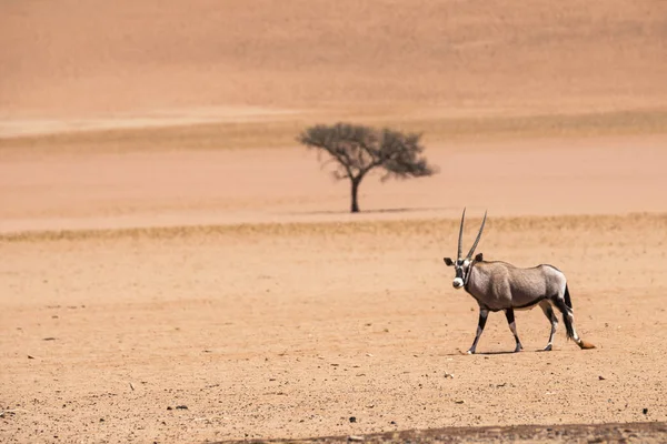 Oryx caminando en el desierto —  Fotos de Stock