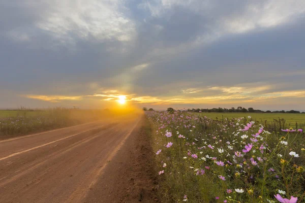 Polvo frente al sol poniente con flores del cosmos —  Fotos de Stock