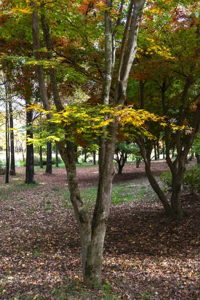 Amarelo, verde e vermelho outono folhas coloridas na árvore — Fotografia de Stock