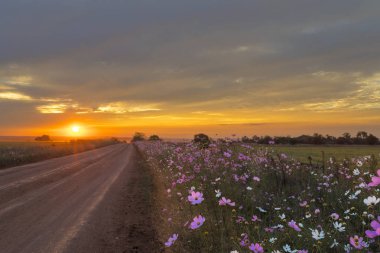 gün batımında kozmos çiçekleri