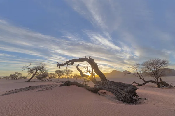 Árbol muerto en la arena al amanecer — Foto de Stock