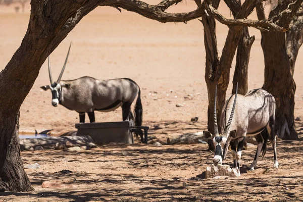 Oryx en el agua lamiendo sal —  Fotos de Stock