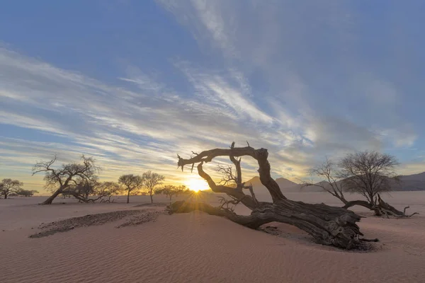 Dead camelthorn tree bij zonsopgang — Stockfoto