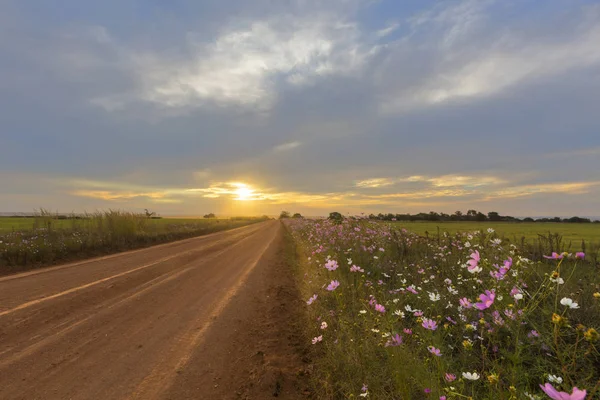 Cosmos flores junto a la carretera de grava al atardecer —  Fotos de Stock
